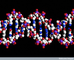 B0001854 DNA double helix